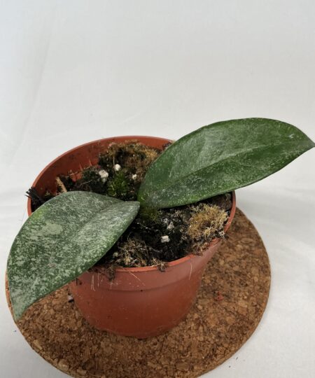 Hoya Grey Ghost
