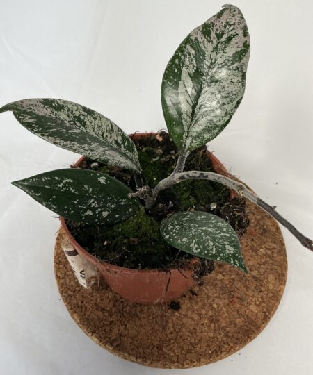 Hoya Carnosa Stardust