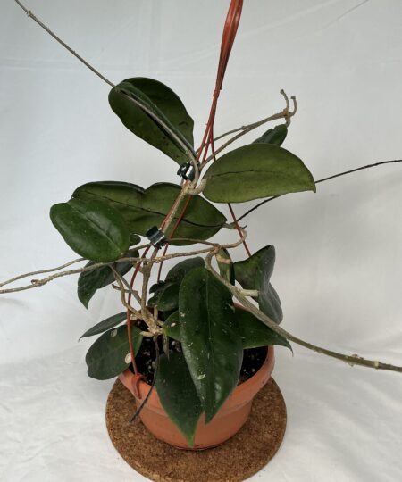 Hoya Sulawesi