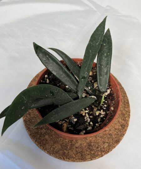 Hoya Minibelle