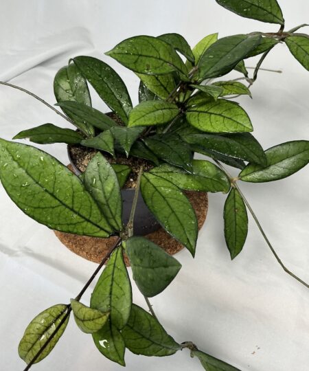 Hoya Crassipetiolata