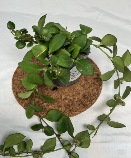 Hoya Heuschkeliana
