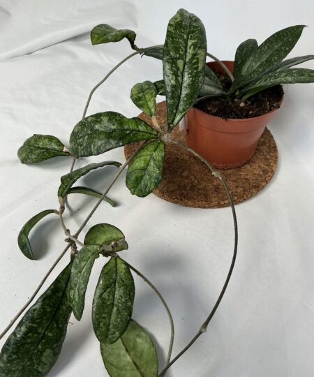 Hoya Crassipetiolata Splash