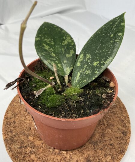 Hoya Aff Vitellina
