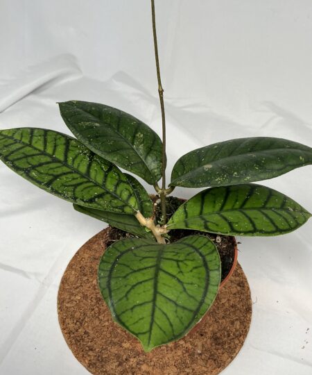 Hoya Ranauensis