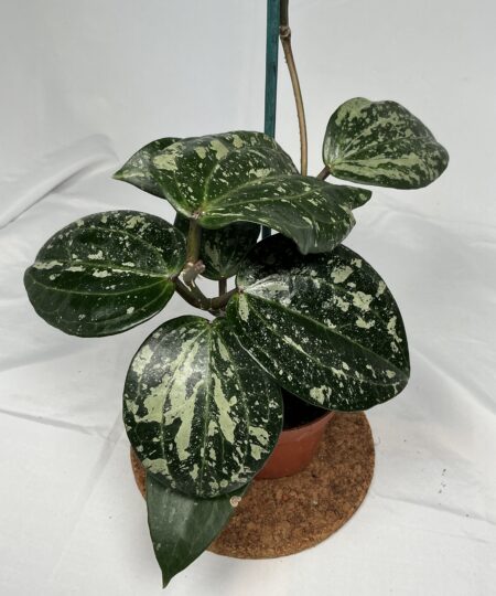 Hoya Macrophylla Splash