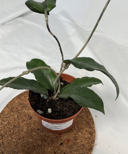 Hoya Erythrina