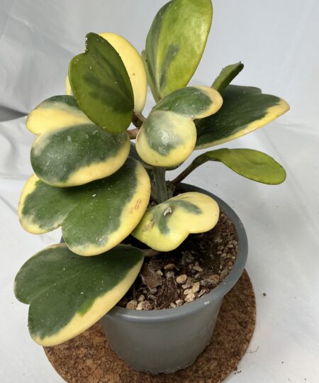 Hoya Kerrii Variegata